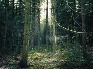 Preview wallpaper forest, fog, trees, trunks, branches