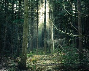 Preview wallpaper forest, fog, trees, trunks, branches