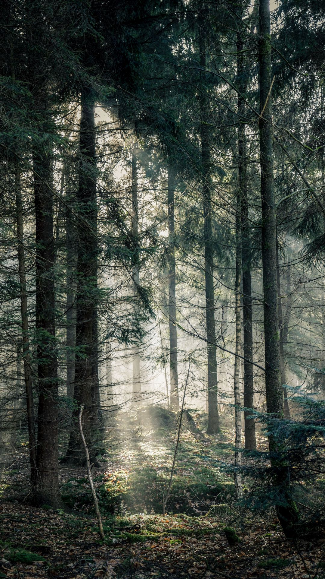 Download wallpaper 1080x1920 forest, fog, trees, branches, light ...
