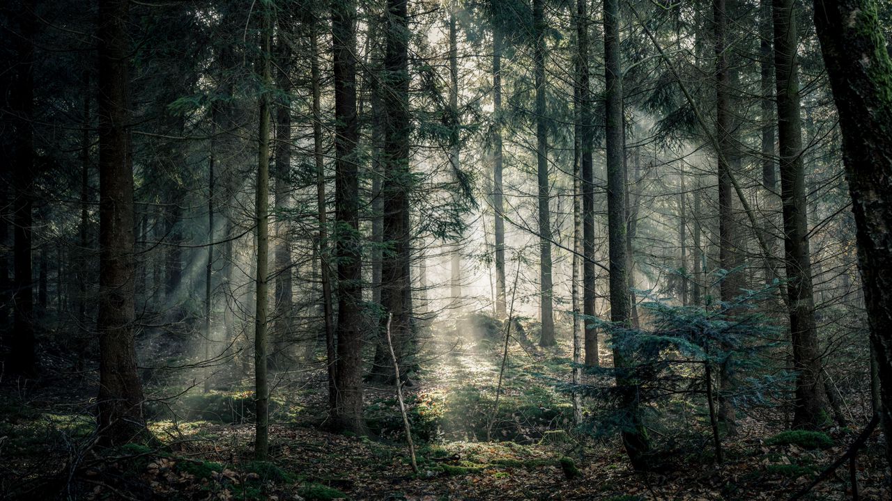 Wallpaper forest, fog, trees, branches, light