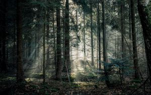 Preview wallpaper forest, fog, trees, branches, light