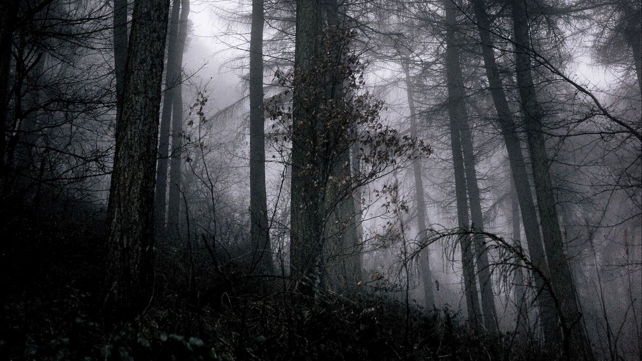 Wallpaper forest, fog, trees, branches, black, gray, gloomy hd, picture ...