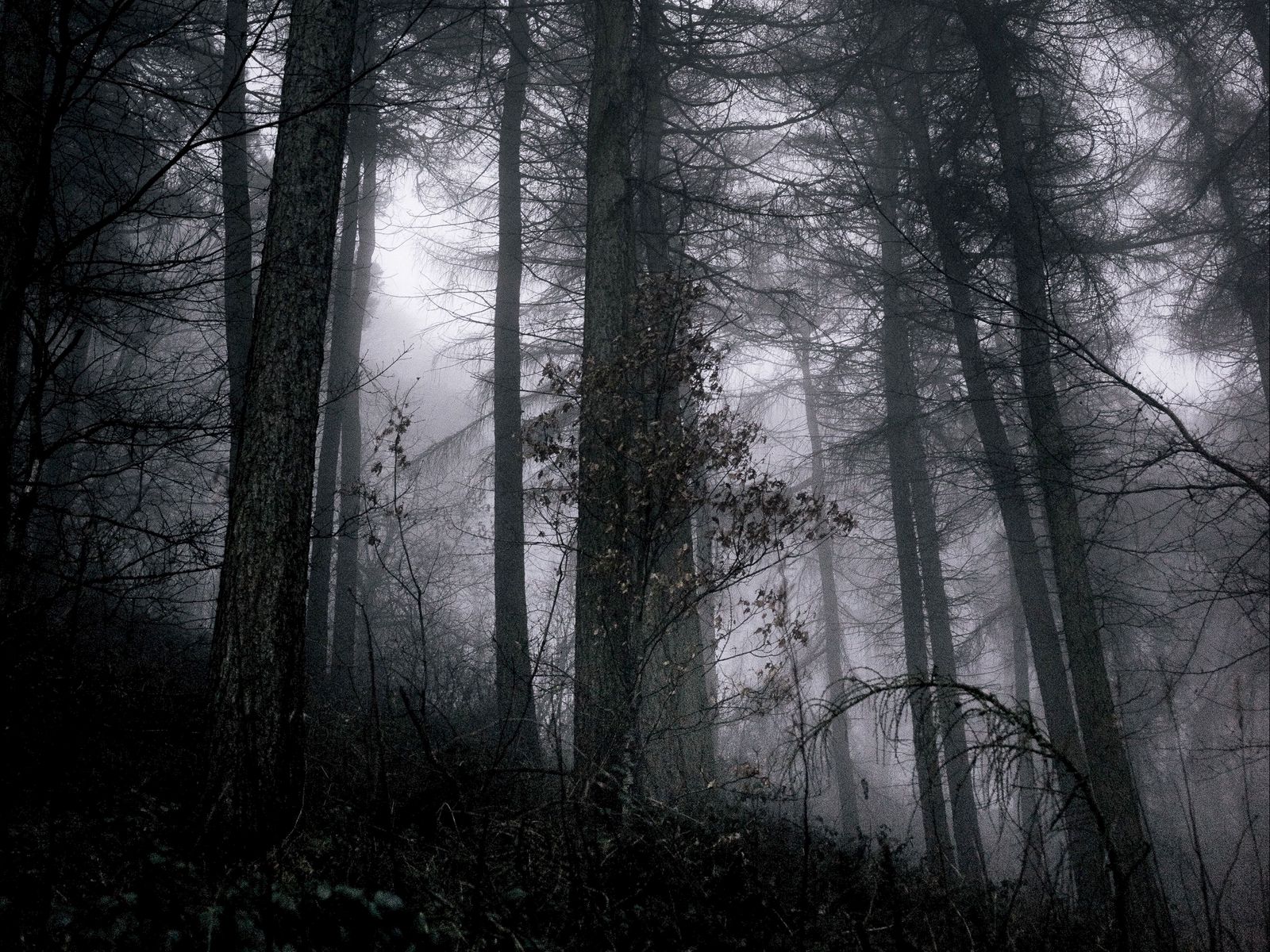 Download wallpaper 1600x1200 forest, fog, trees, branches, black, gray ...