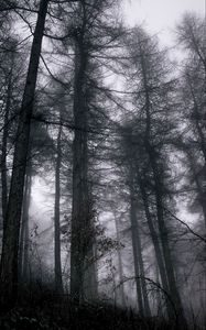 Preview wallpaper forest, fog, trees, branches, black, gray, gloomy