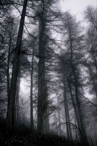 Preview wallpaper forest, fog, trees, branches, black, gray, gloomy