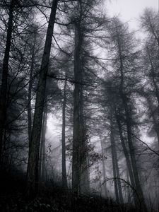 Preview wallpaper forest, fog, trees, branches, black, gray, gloomy