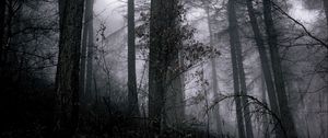 Preview wallpaper forest, fog, trees, branches, black, gray, gloomy