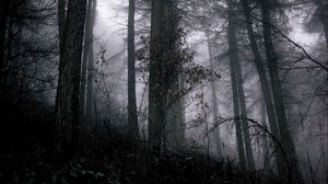 Preview wallpaper forest, fog, trees, branches, black, gray, gloomy