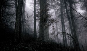 Preview wallpaper forest, fog, trees, branches, black, gray, gloomy