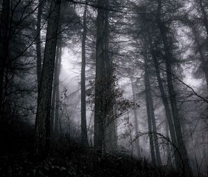 Preview wallpaper forest, fog, trees, branches, black, gray, gloomy