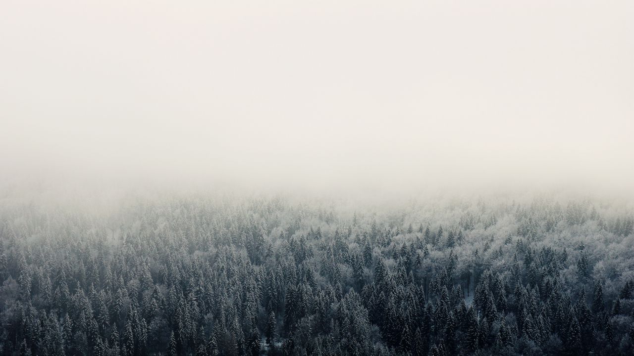 Wallpaper forest, fog, trees, sky