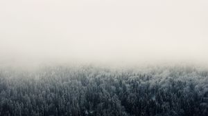 Preview wallpaper forest, fog, trees, sky