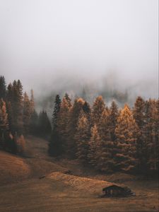 Preview wallpaper forest, fog, trees, autumn, landscape