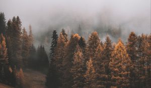 Preview wallpaper forest, fog, trees, autumn, landscape