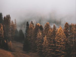 Preview wallpaper forest, fog, trees, autumn, landscape