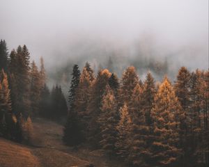 Preview wallpaper forest, fog, trees, autumn, landscape
