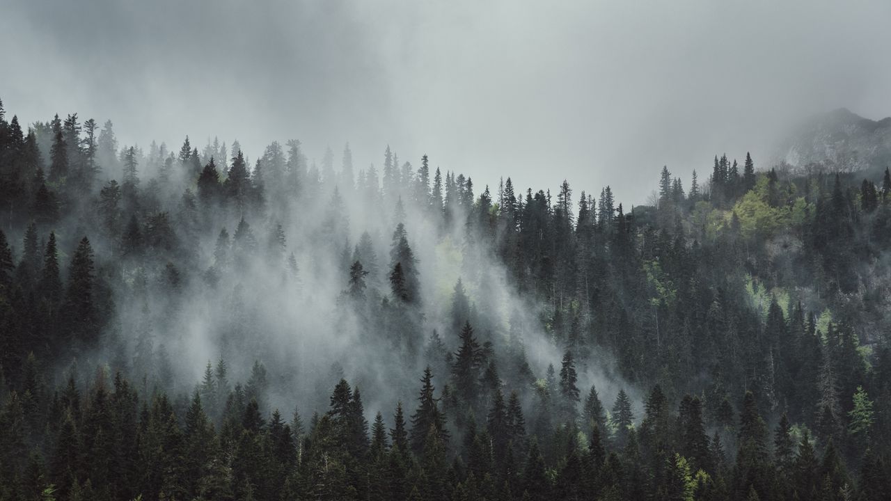Wallpaper forest, fog, trees, mountains, crowns, tops