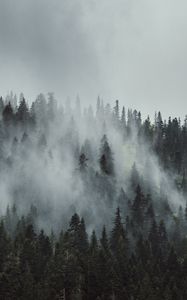 Preview wallpaper forest, fog, trees, mountains, crowns, tops