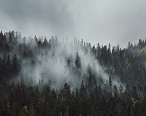 Preview wallpaper forest, fog, trees, mountains, crowns, tops