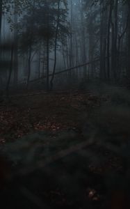 Preview wallpaper forest, fog, trees, gloomy, dark