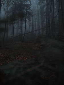 Preview wallpaper forest, fog, trees, gloomy, dark