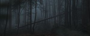 Preview wallpaper forest, fog, trees, gloomy, dark