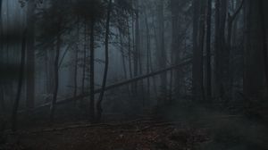 Preview wallpaper forest, fog, trees, gloomy, dark
