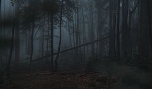 Preview wallpaper forest, fog, trees, gloomy, dark