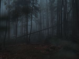 Preview wallpaper forest, fog, trees, gloomy, dark