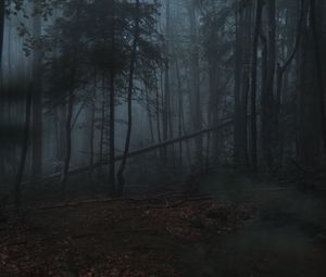 Preview wallpaper forest, fog, trees, gloomy, dark