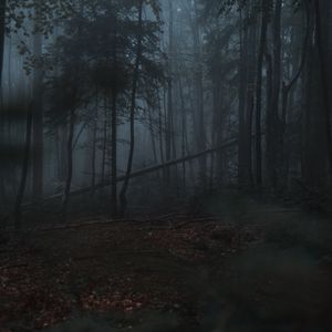 Preview wallpaper forest, fog, trees, gloomy, dark