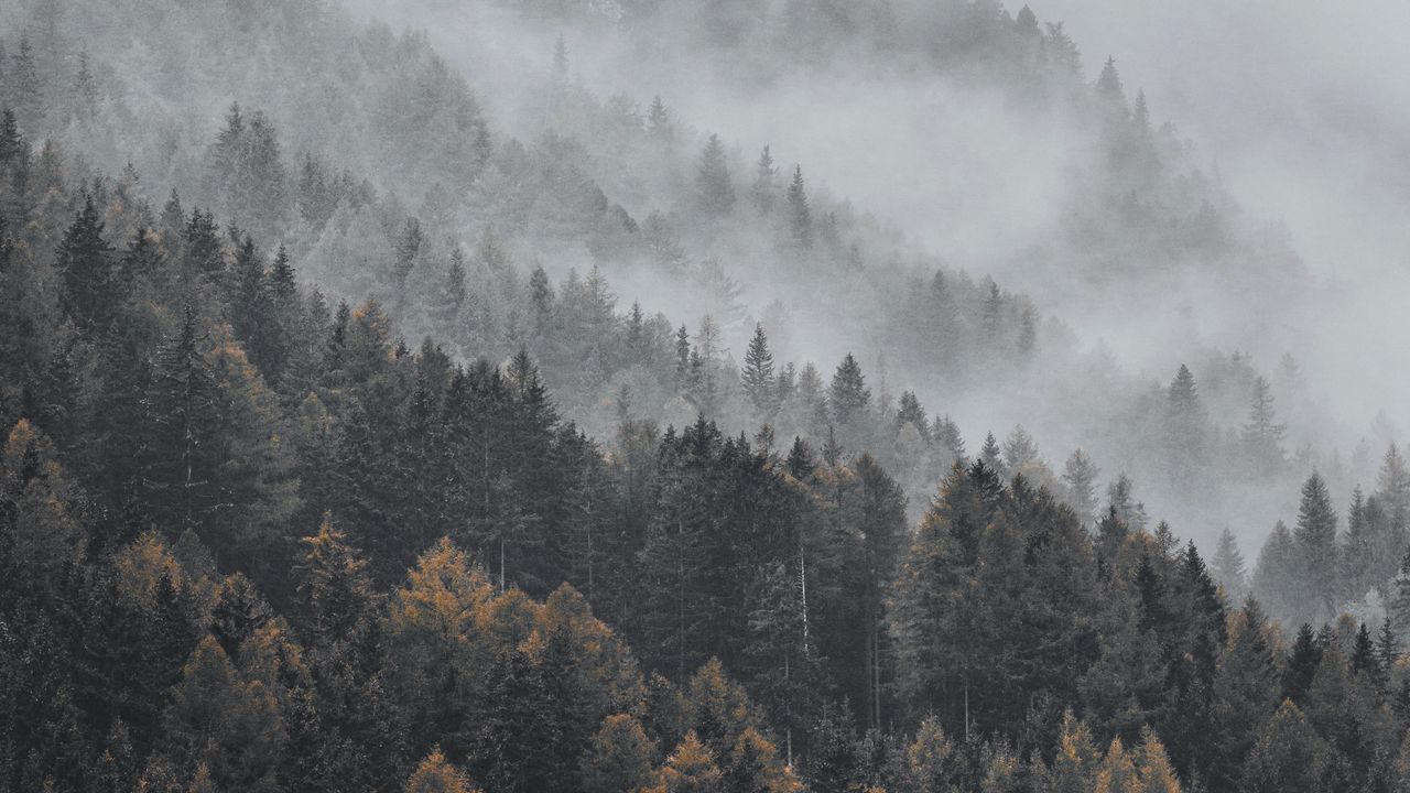 Wallpaper forest, fog, trees, treetops, landscape