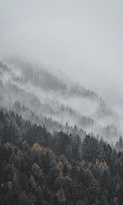 Preview wallpaper forest, fog, trees, treetops, landscape