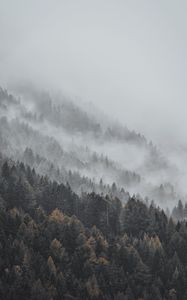 Preview wallpaper forest, fog, trees, treetops, landscape