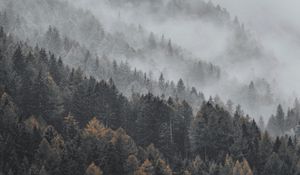 Preview wallpaper forest, fog, trees, treetops, landscape