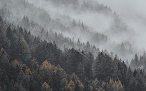 Preview wallpaper forest, fog, trees, treetops, landscape