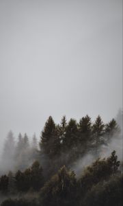 Preview wallpaper forest, fog, trees, landscape, gloomy