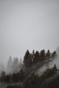 Preview wallpaper forest, fog, trees, landscape, gloomy