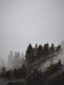 Preview wallpaper forest, fog, trees, landscape, gloomy