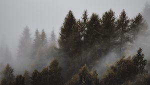 Preview wallpaper forest, fog, trees, landscape, gloomy