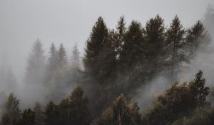 Preview wallpaper forest, fog, trees, landscape, gloomy