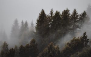 Preview wallpaper forest, fog, trees, landscape, gloomy