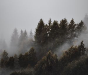 Preview wallpaper forest, fog, trees, landscape, gloomy