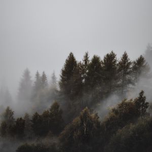 Preview wallpaper forest, fog, trees, landscape, gloomy