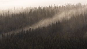 Preview wallpaper forest, fog, trees, conifer, tops