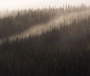 Preview wallpaper forest, fog, trees, conifer, tops