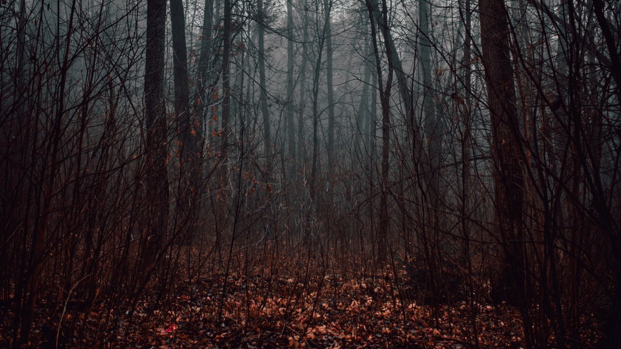 Wallpaper forest, fog, trees, autumn, nature