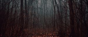Preview wallpaper forest, fog, trees, autumn, nature
