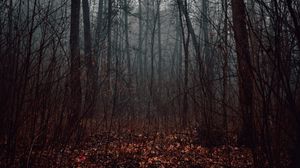 Preview wallpaper forest, fog, trees, autumn, nature