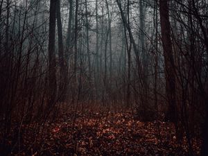 Preview wallpaper forest, fog, trees, autumn, nature